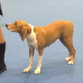 Hygenhund