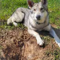 Saarlooswolfhund
