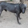 Cão sem Pelo do Peru