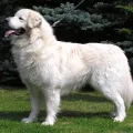 Tchouvatch slovaque