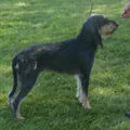 Chien courant italien