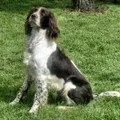 French Spaniel