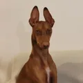 Cirneco de l'Etna