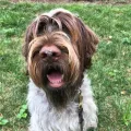 Wirehaired Pointing Griffon