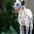 Greyster