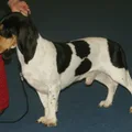 Petit chien courant suisse