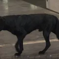 Chien de berger de Majorque