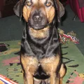 Sabueso del Tirol