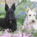 Terrier escocés