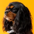 King Charles Spaniel