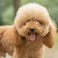 Poodle