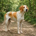 Grande anglo-francese bianco e arancio