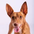 Podenco Canario