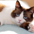 Snowshoe