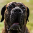 Dogo Canario