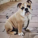 Olde English Bulldogge
