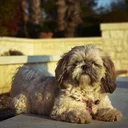 Shih-poo