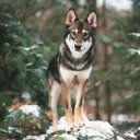 Tamaskan