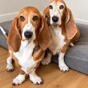 Norman Artesian Basset