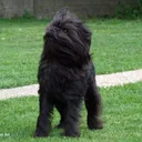 Affenpinscher