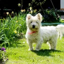 West Highland White Terrier