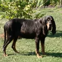 Coonhound preto e castanho