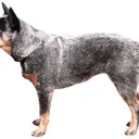 Bouvier Australien