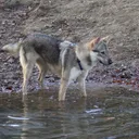 Chien Loup Tchécoslovaque
