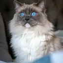 Ragdoll