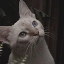 Burmês