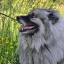 Keeshond