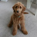 Goldendoodle