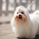 Bichon Maltais