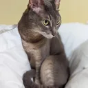 Cornish Rex