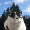 Japanse Bobtail