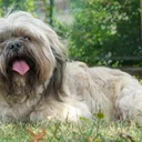 Lhasa Apso
