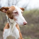 Podenco ibicenco