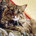 American bobtail