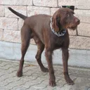 Pudelpointer