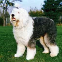 Bobtail