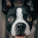Boston Terrier