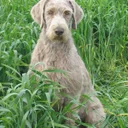 Slowaakse ruwharige staande hond