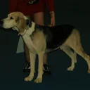 Chien courant norvégien
