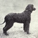 Chien d'eau irlandais