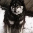 Schwarzer Norwegischer Elchhund