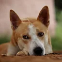 Canaan Dog