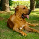 Fila Brasileiro