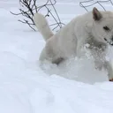 Kishu