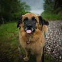 Leonberger
