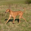 Azawakh